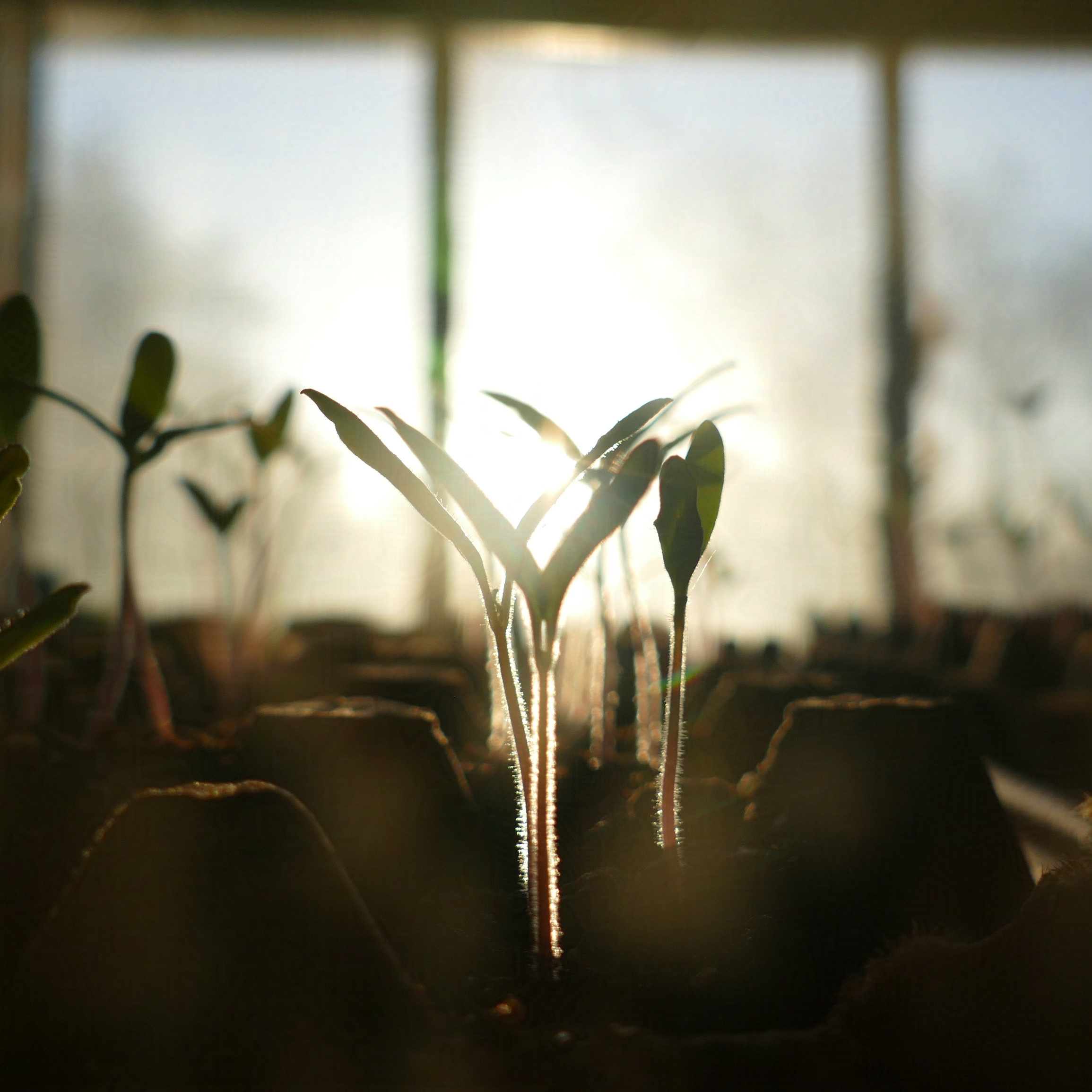 Tomato Seedlings